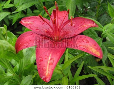 Liliom