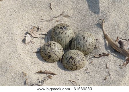 Nest In The Sand