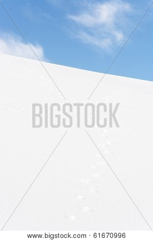 Rabbit Tracks Crossing In Snow