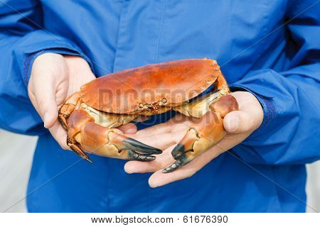 Closeup of man hands holding cooked crab