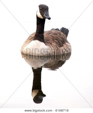 Canada Goose With Reflection