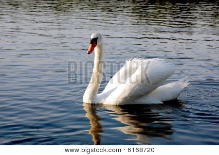 Mute swan in lake at sunset