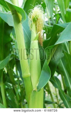 Corn stalk with ear