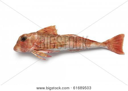 East atlantic tub gurnard on white background