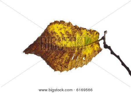 Autumn Chestnut Leaf Backlit
