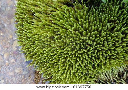 aquatic plant in 