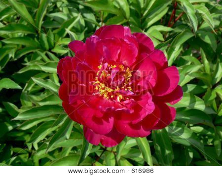Rød Peony