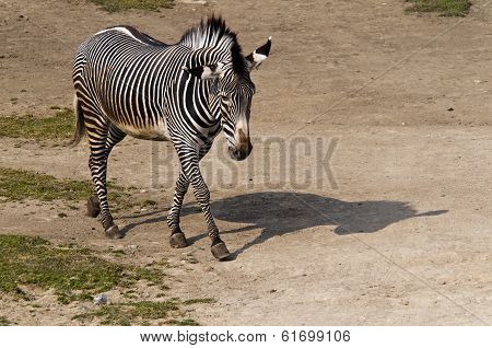 Zebra