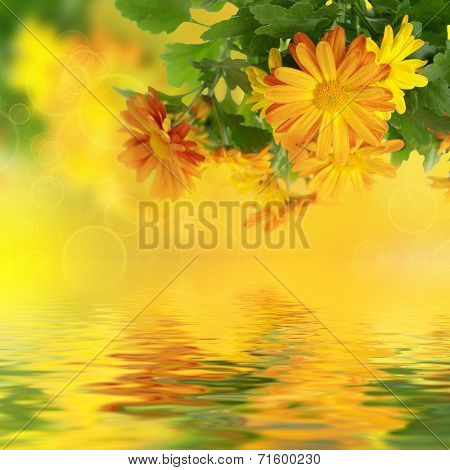 Chrysanthemum floral background
