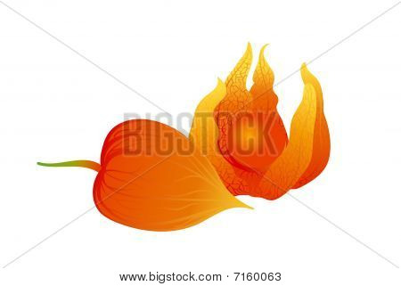 Physalis