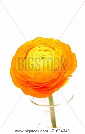 My Yellow Flower