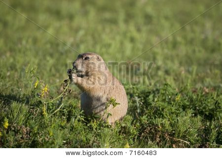 Prairie Dog