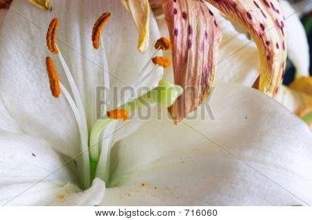 Düşmüş Lily