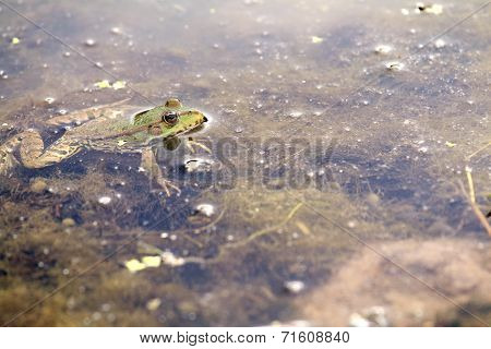 Green Frog Poking Its Head Out Of The Water.