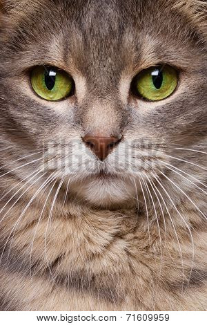Cat Beauty