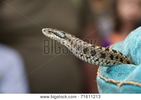 Hungarian Meadow Viper (vipera Ursinii Rakosiensis)