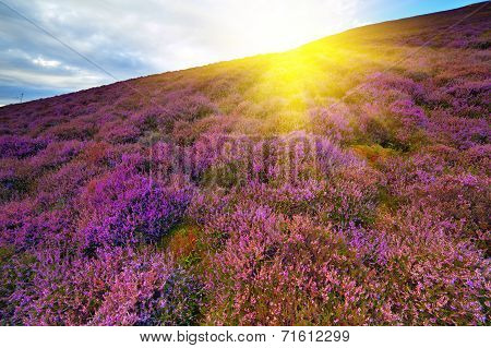 Colorful Hill Slope Covered By Violet Heather Flowers.