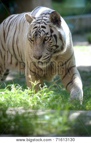 White Tiger