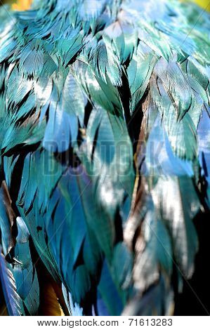 Macaw