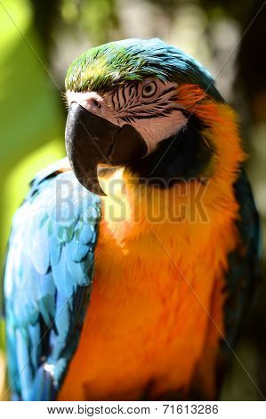 Macaw