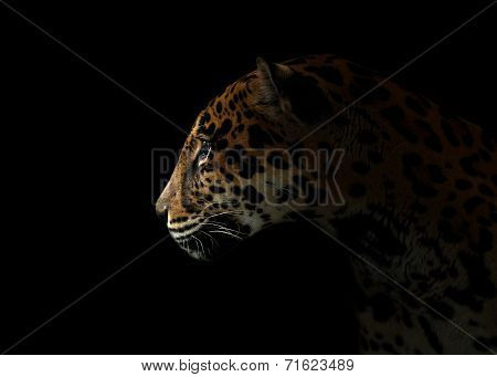 Jaguar ( Panthera Onca ) In The Dark