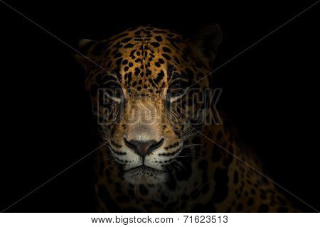 Jaguar ( Panthera Onca ) In The Dark