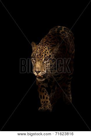 Jaguar ( Panthera Onca ) In The Dark