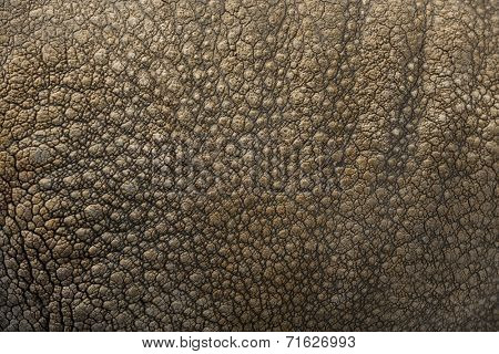 Close-up on Indian rhinoceros skin