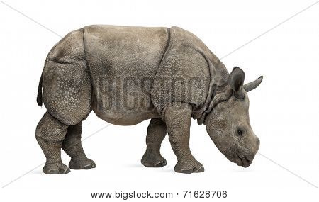 Young Indian one-horned rhinoceros (8 months old)