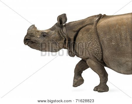 Indian one-horned rhinoceros