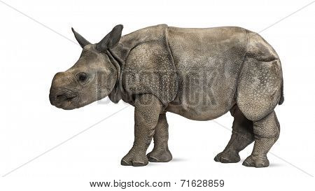 Young Indian one-horned rhinoceros (8 months old)