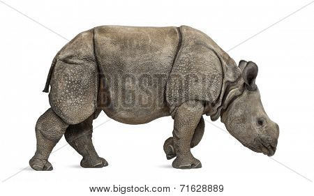 Young Indian one-horned rhinoceros (8 months old)