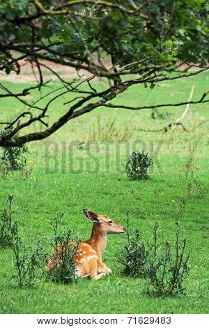 The Fallow Deer (dama Dama)