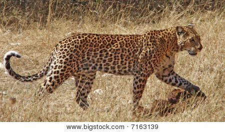 Botswana