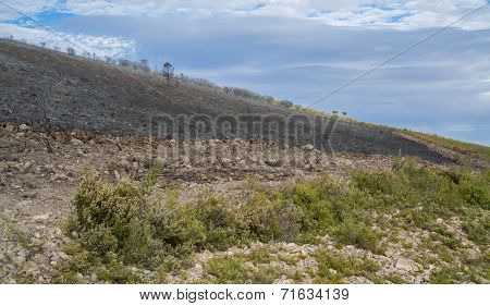 After the Fire bush