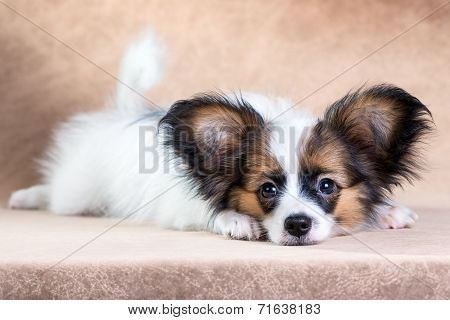 Portrait Of A Cute Puppy Papillon