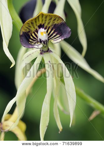 Cockleshell Orchid