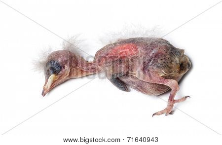 Dead housse sparrow chick