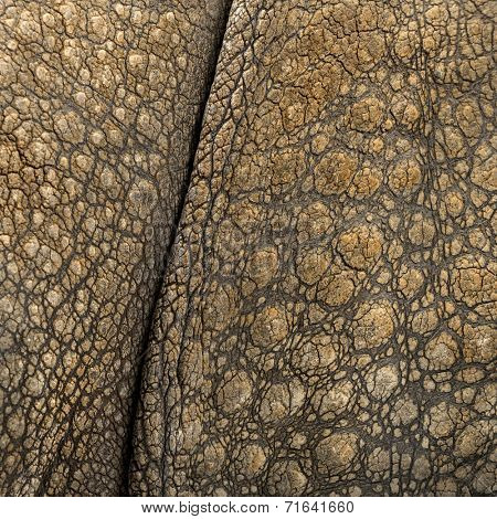 Close-up on Indian rhinoceros skin