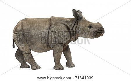 Young Indian one-horned rhinoceros (8 months old)
