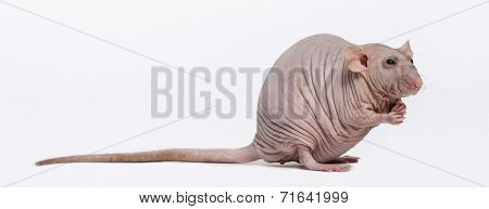 Hairless Rat (2 years old)
