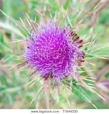 Purple Plant Milk Thistle