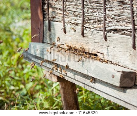Honey bees swarming and flying around their beehive
