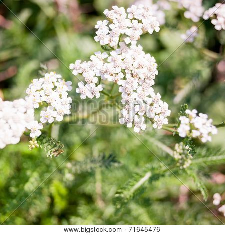 white wild flowers on a green background