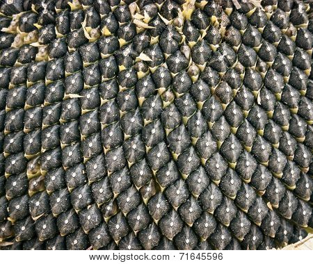 Close Up Of The Seeds In Sunflower.