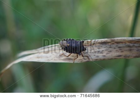Red-legged Shieldbug - Pentatoma Rufipes