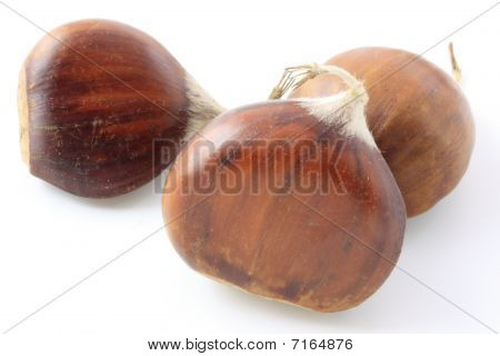 Kestane