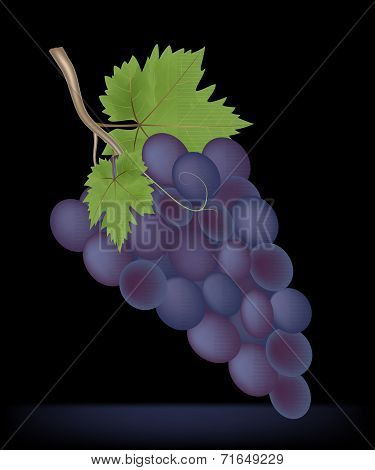 Bunch Of Ripe Black Grapes On Black,vector Illustration