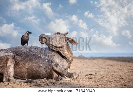Crow On The Cow In India