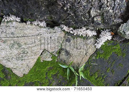 Moss Growing Between Brick Pavement
